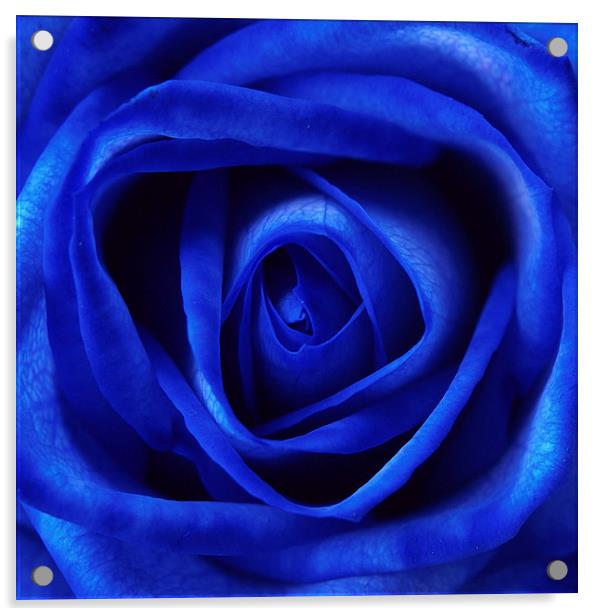 Blue Rose Acrylic by Andy Huntley
