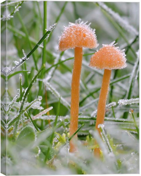 Frosty Shroom . Canvas Print by Mark  F Banks