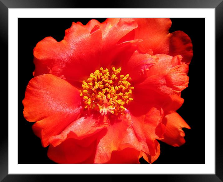 Coral Portulaca Framed Mounted Print by Mary Lane