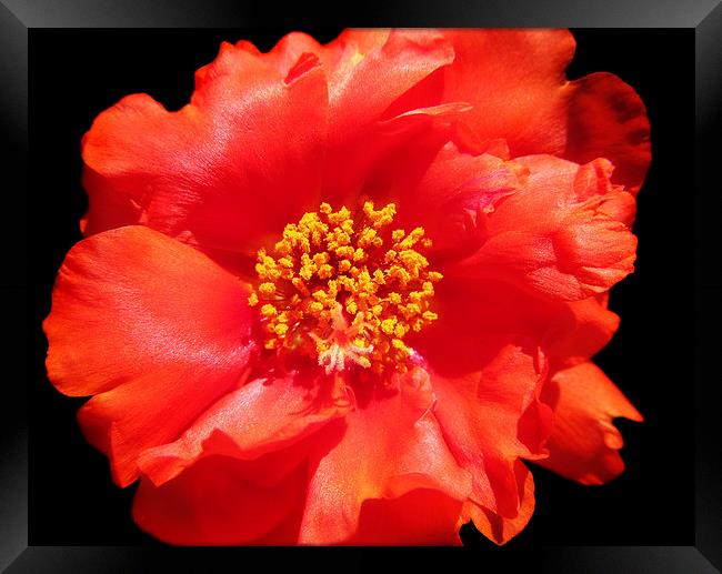 Coral Portulaca Framed Print by Mary Lane