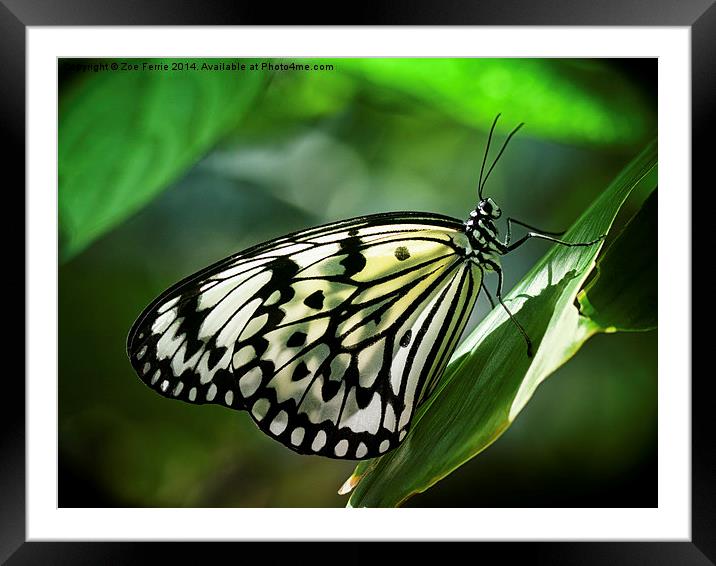 Rice Paper Butterfly Framed Mounted Print by Zoe Ferrie