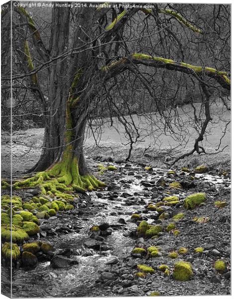 Tree by Stream Canvas Print by Andy Huntley
