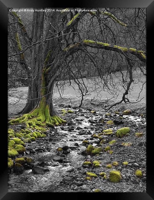 Tree by Stream Framed Print by Andy Huntley