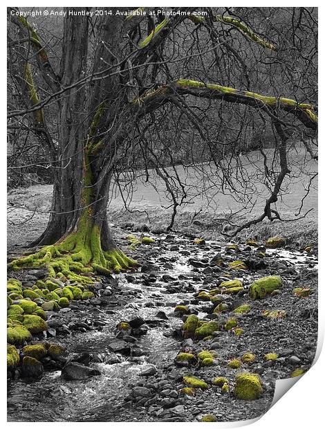 Tree by Stream Print by Andy Huntley