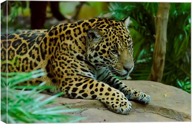 Jaguar King of the Jungle Canvas Print by Darren Wilkes