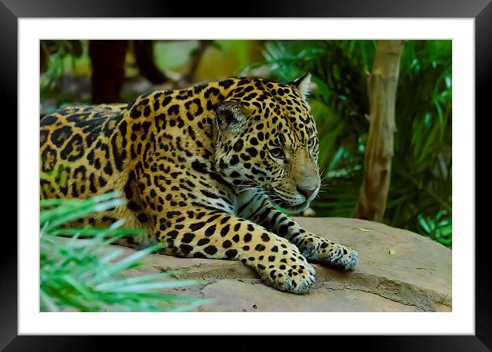 Jaguar King of the Jungle Framed Mounted Print by Darren Wilkes
