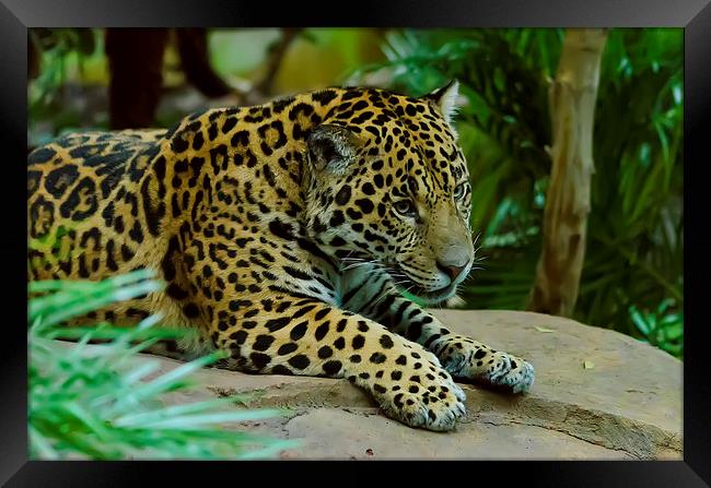 Jaguar King of the Jungle Framed Print by Darren Wilkes