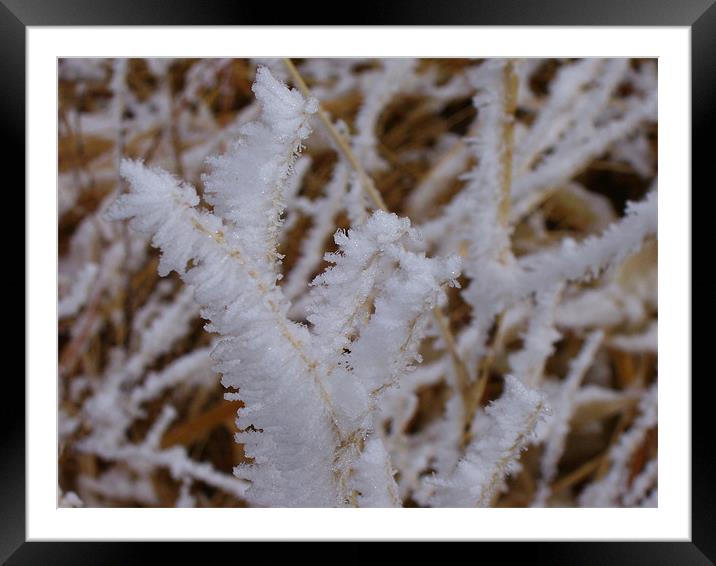 Ice on Weeds Framed Mounted Print by Don Brady