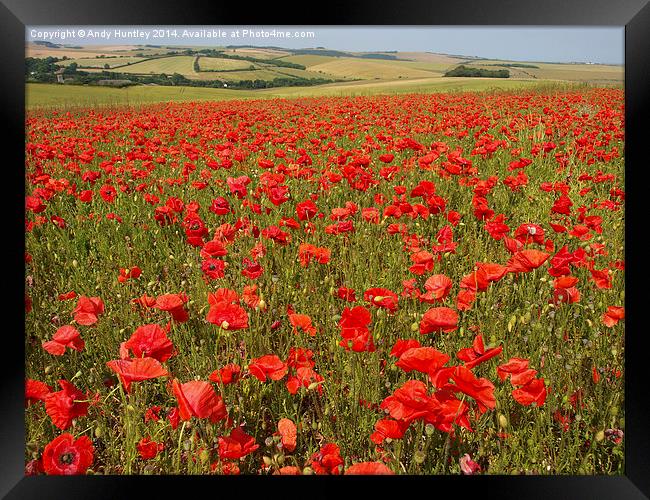 Field of Poppies Framed Print by Andy Huntley