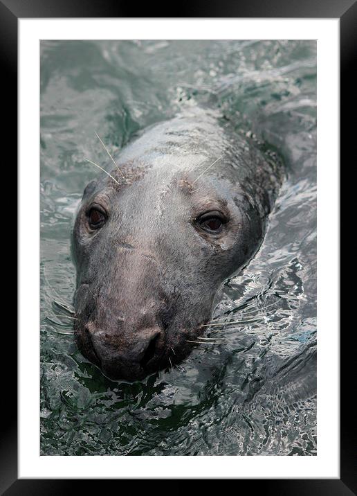 Harbour Seal Framed Mounted Print by Nigel Barrett Canvas