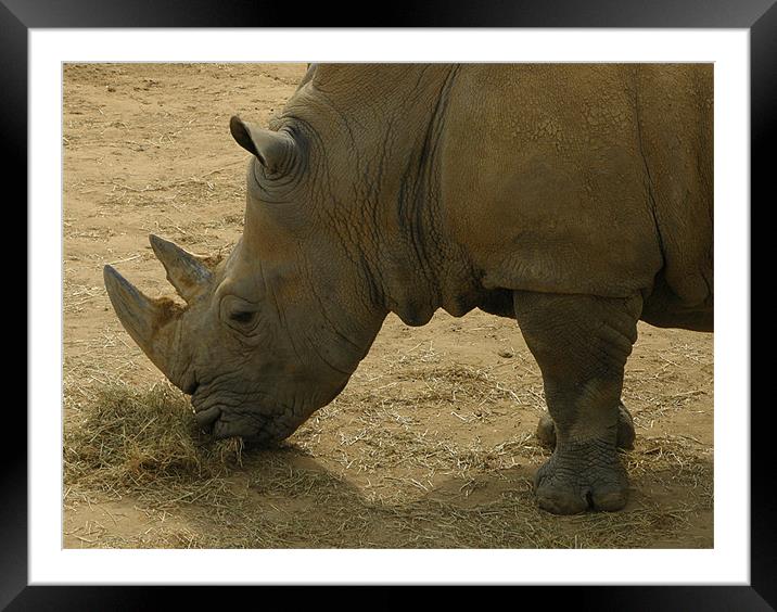 FEEDING TIME! Framed Mounted Print by Ray Bacon LRPS CPAGB