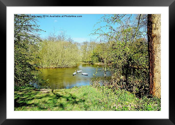 The secret duck pond. Framed Mounted Print by Frank Irwin