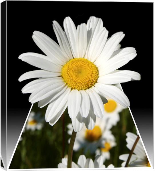 Pop up Daisy Canvas Print by Andy Huntley