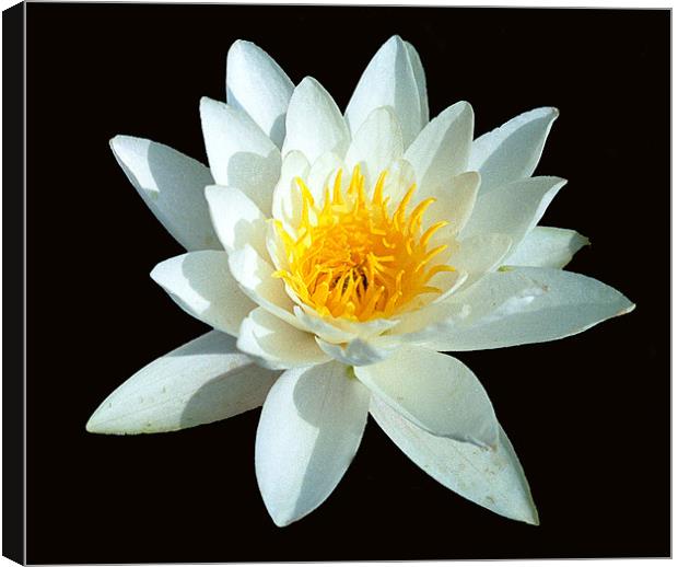 WATER LILY Canvas Print by Ray Bacon LRPS CPAGB