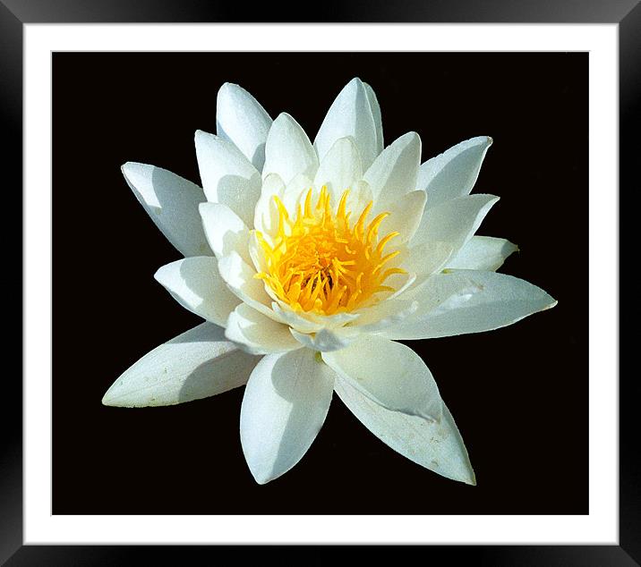 WATER LILY Framed Mounted Print by Ray Bacon LRPS CPAGB