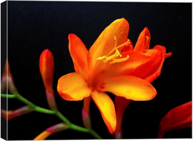 Exotic Orange Flower Canvas Print by james richmond