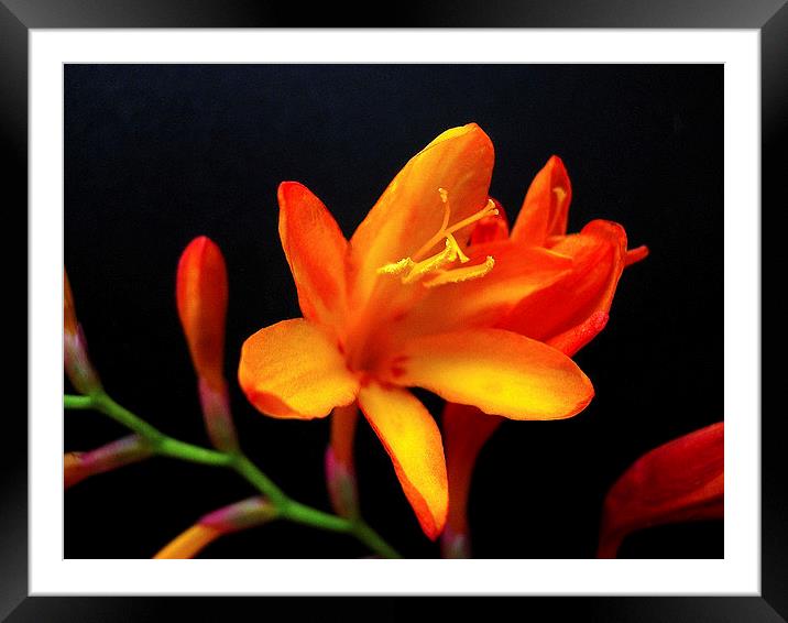 Exotic Orange Flower Framed Mounted Print by james richmond