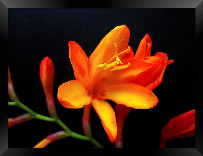 Exotic Orange Flower Framed Print by james richmond