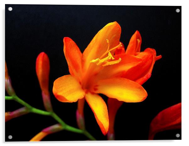 Exotic Orange Flower Acrylic by james richmond