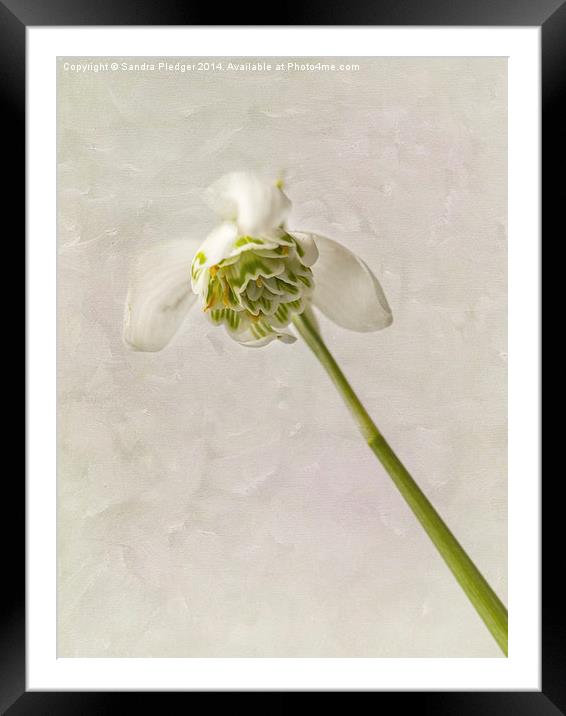 Snowdrop Framed Mounted Print by Sandra Pledger