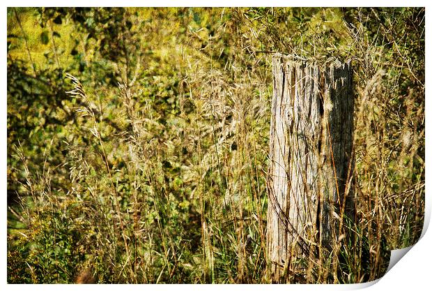 Fence Post Print by Mary Lane