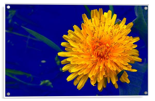 The flower of a dandelion Acrylic by Erzsebet Bak