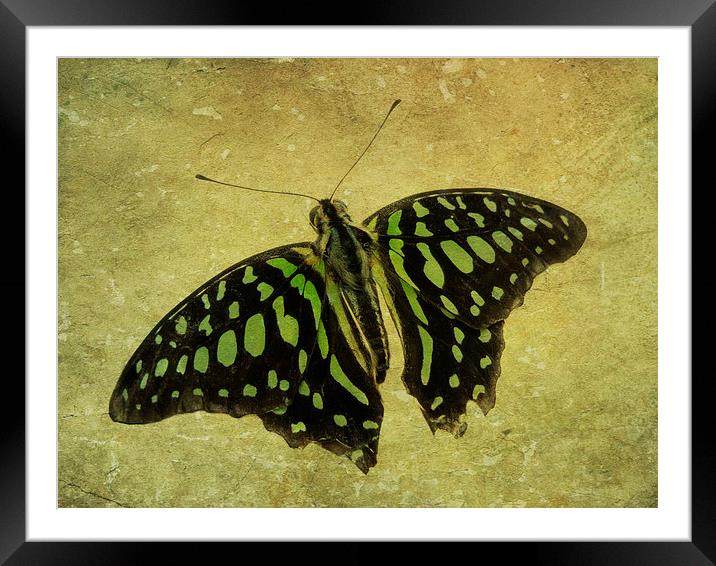 Tailed Jay butterfly Framed Mounted Print by Heather Newton