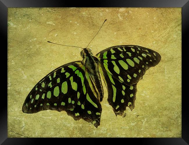 Tailed Jay butterfly Framed Print by Heather Newton