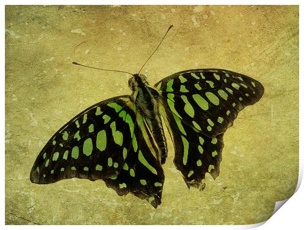 Tailed Jay butterfly Print by Heather Newton