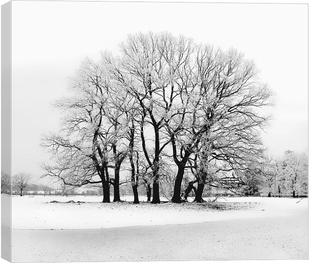 Snow topped tree Canvas Print by Simon Alesbrook