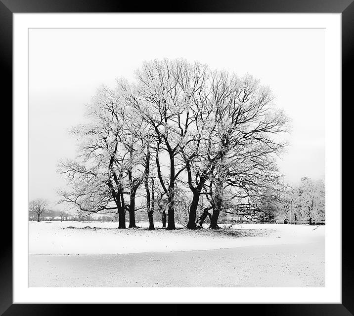 Snow topped tree Framed Mounted Print by Simon Alesbrook