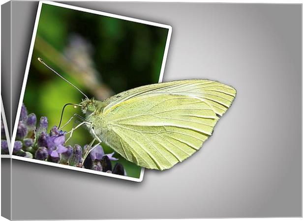 Butterfly  out of bounds Canvas Print by michelle whitebrook