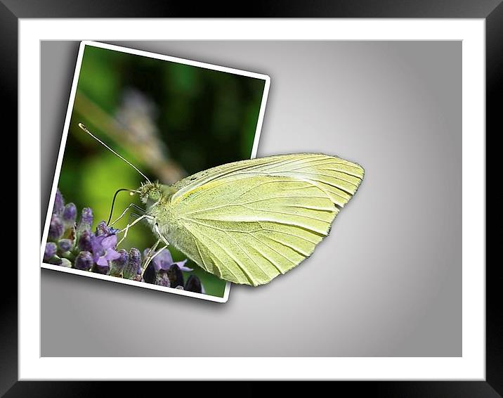 Butterfly  out of bounds Framed Mounted Print by michelle whitebrook
