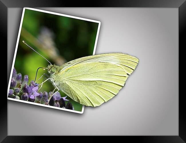 Butterfly  out of bounds Framed Print by michelle whitebrook