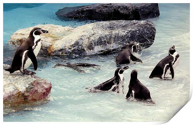 Penguin Coast.Folly Farm.Wales. Print by paulette hurley