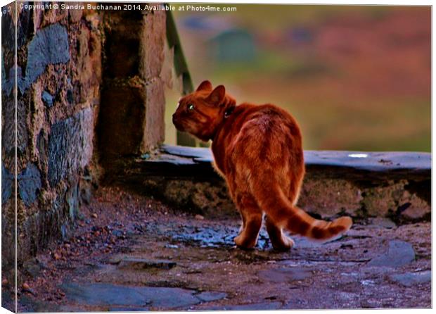 King of The Castle Canvas Print by Sandra Buchanan