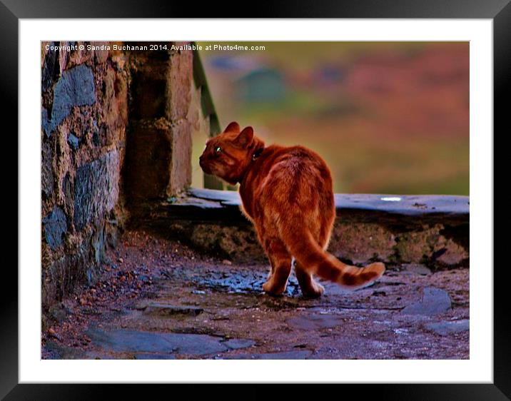 King of The Castle Framed Mounted Print by Sandra Buchanan