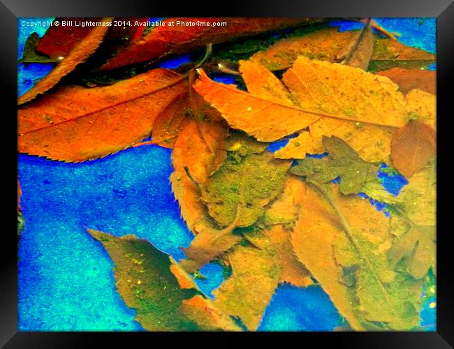 Autumn Leaves Under the Water Framed Print by Bill Lighterness