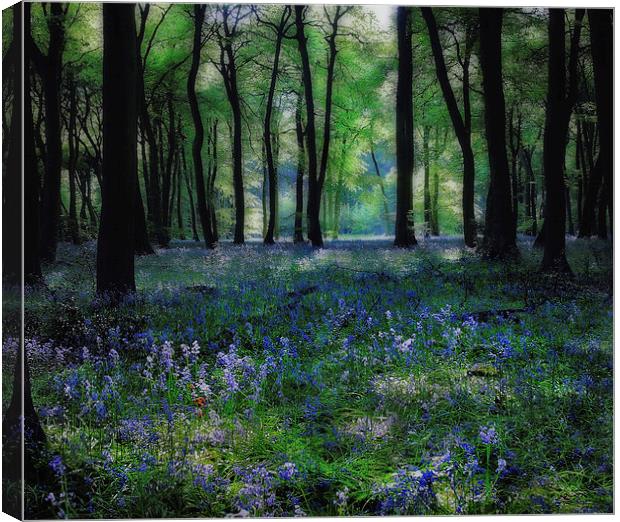 Spring Bluebells Canvas Print by Ceri Jones