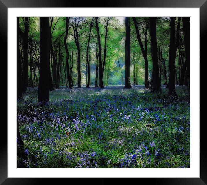 Spring Bluebells Framed Mounted Print by Ceri Jones