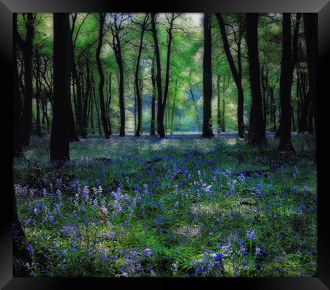 Spring Bluebells Framed Print by Ceri Jones