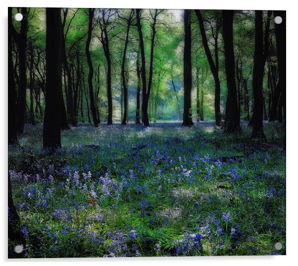 Spring Bluebells Acrylic by Ceri Jones