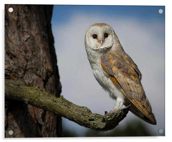 Barn Owl Acrylic by Alan Tunnicliffe