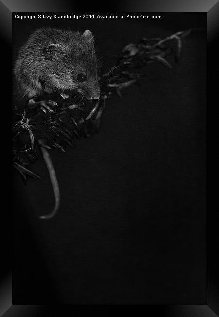 Night mouse Framed Print by Izzy Standbridge