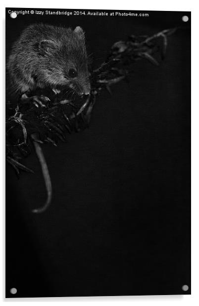 Night mouse Acrylic by Izzy Standbridge
