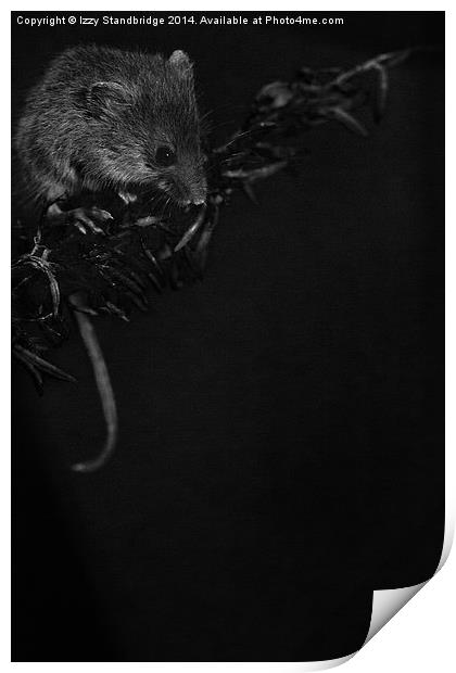 Night mouse Print by Izzy Standbridge