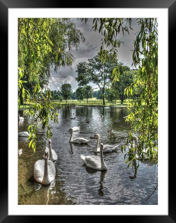 Swan Lake Framed Mounted Print by Andy Huntley
