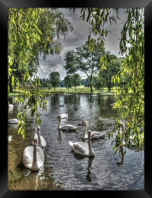 Swan Lake Framed Print by Andy Huntley
