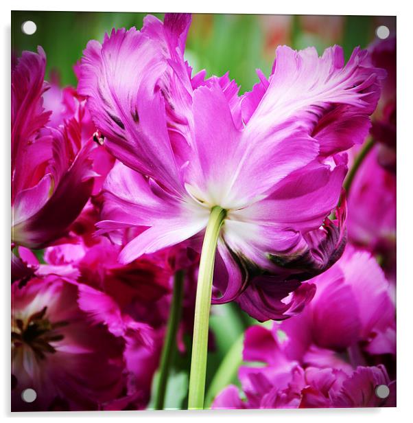 Cerise Feathered Tulip Acrylic by Carolyn Eaton