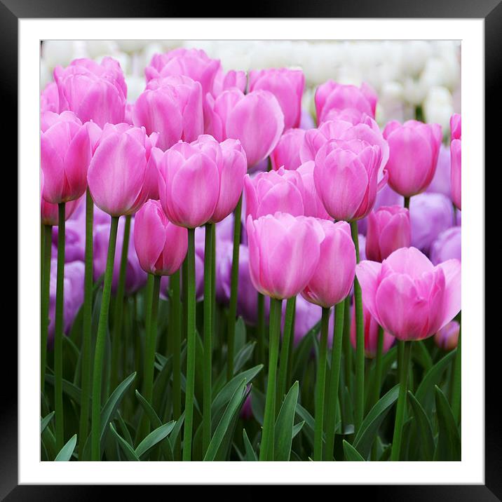Pink Tulips Framed Mounted Print by Carolyn Eaton